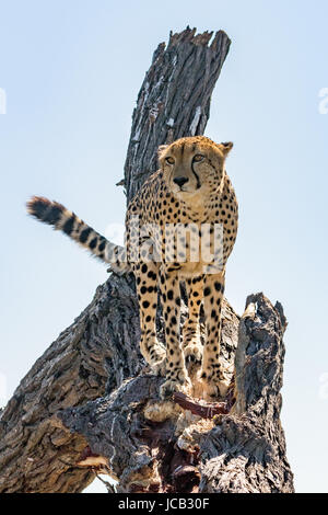 Gepard Stellung im Baum Stockfoto