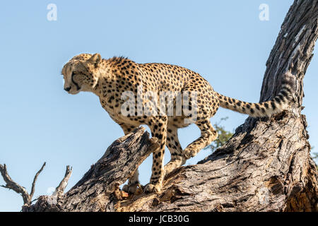 Gepard sein Revier markieren Stockfoto