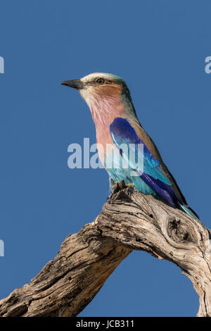 Lilac-breasted roller Stockfoto