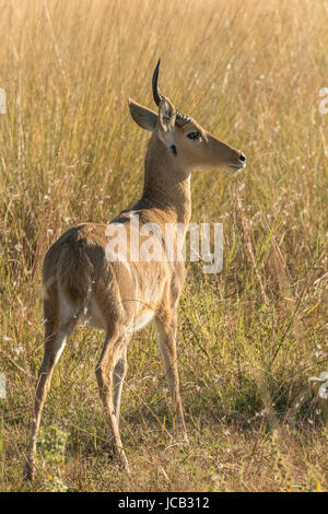 Männliche Riedböcken Stockfoto