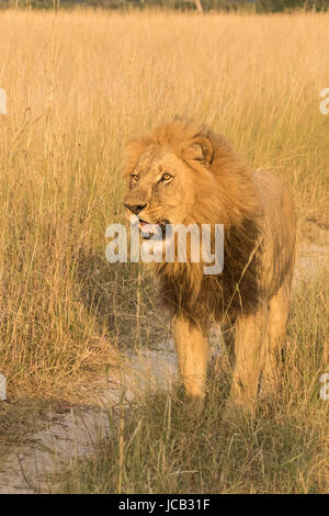 Stehender Löwe Stockfoto