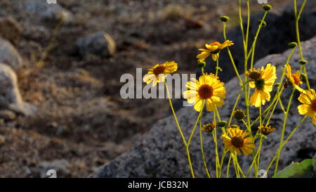 Gelber Brittlebush Wüstenblumen sonnenbeschienenen in der Wüste mit Felsen im Hintergrund Sonora Stockfoto