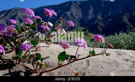 Sanddünen in Südkalifornien während der Superbloom hatte Blumen Primeln und Sonnenblumen Stockfoto