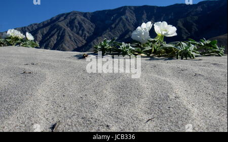 Sanddünen in Südkalifornien während der Superbloom hatte Blumen Primeln und Sonnenblumen Stockfoto