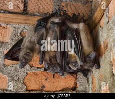 Madagaskar-Flughund (Madagaskar-Flughund), Andasibe-Mantadia Nationalpark, Madagaskar Stockfoto