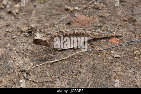 Brookesia Blatt Chamäleon unterwegs, Andasibe Nationalpark, Madagaskar Stockfoto