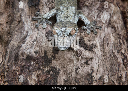 Moosigen Blatt-tailed Gecko (Uroplatus Sikorae), Andasibe-Mantadia Nationalpark, Madagaskar Stockfoto