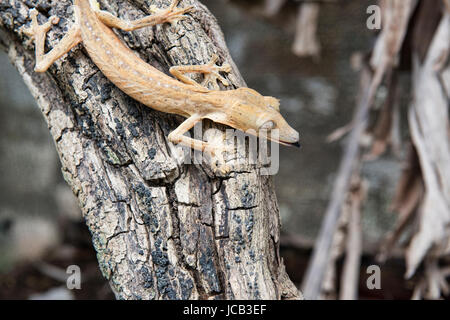 Uroplatus Lineatus Gecko Andasibe-Mantadia Nationalpark, Madagaskar Stockfoto