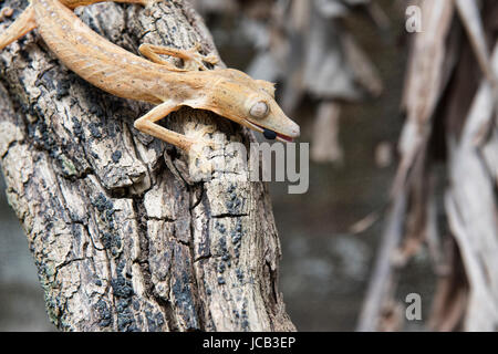 Uroplatus Lineatus Gecko Andasibe-Mantadia Nationalpark, Madagaskar Stockfoto