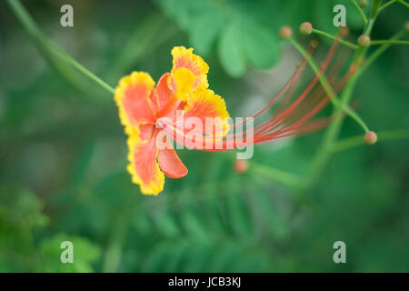 Orange Blüte im Herbst Stockfoto