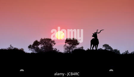 Ein Kudu-Stier steht Silhouette bei Sonnenuntergang im südlichen afrikanischen Savanne Stockfoto