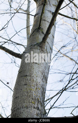 Zitterpappel, Zitter-Pappel, Pappel, Espe, Rinde, Stamm, Borke, Populus Tremula, Espe, Rinde, Schale Stockfoto