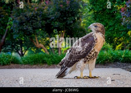 Ein rot - angebundener Falke Flüggewerden erforscht außerhalb ihres Nestes auf dem US-Abteilung der Landwirtschaft Whitten Gebäude 14. Juni 2017 in Washington, DC. Red tailed Falken haben auch städtischen Umgebungen, die einen neuen Spitznamen der Stadt Falken laichen angepasst. Stockfoto