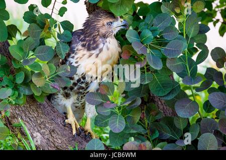 Ein rot - angebundener Falke Flüggewerden erforscht außerhalb ihres Nestes auf dem US-Abteilung der Landwirtschaft Whitten Gebäude 14. Juni 2017 in Washington, DC. Red tailed Falken haben auch städtischen Umgebungen, die einen neuen Spitznamen der Stadt Falken laichen angepasst. Stockfoto