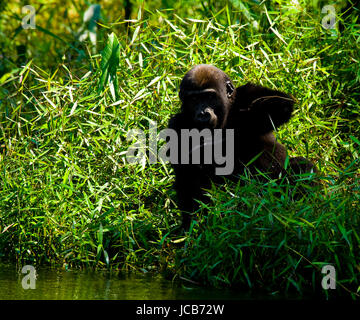 Tieflandgorillas in freier Wildbahn. Republik Kongo. Stockfoto