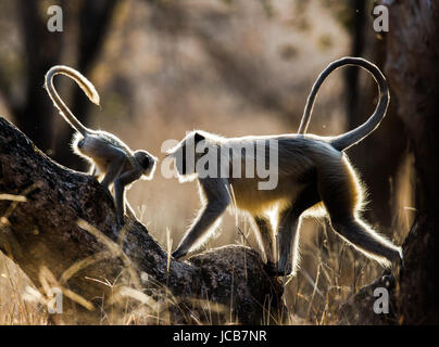 Mutter und Baby Langur Affe auf einem Baum. Indien. Ranthambore. Nationalpark. Stockfoto