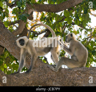 Zwei Langur-Affen sitzen auf dem Baum. Indien. Nationalpark. Stockfoto