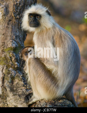 Mutter und Baby Langur Affe auf einem Baum. Indien. Nationalpark. Stockfoto