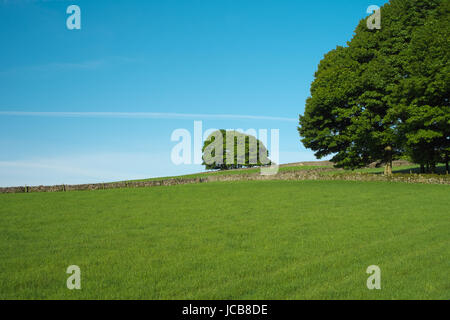 Einen Baum gesehen, über grüne Wiesen und unter blauem Himmel entlang Tideswell Rake Stockfoto