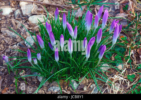 Woodland-Krokus (Crocus Tomassinianus). Frühe Krokusse, Tommasinis Krokus und Tommies auch genannt Stockfoto