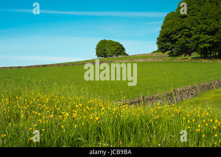 Eine Reife Bergahorn gesehen darüber hinaus Teile der Butterblumen auf Tideswell Rechen Stockfoto