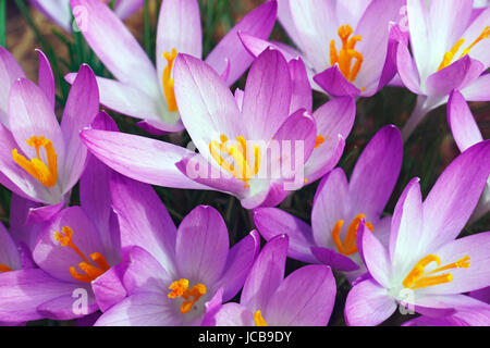 Woodland-Krokus (Crocus Tomassinianus). Frühe Krokusse, Tommasinis Krokus und Tommies auch genannt Stockfoto