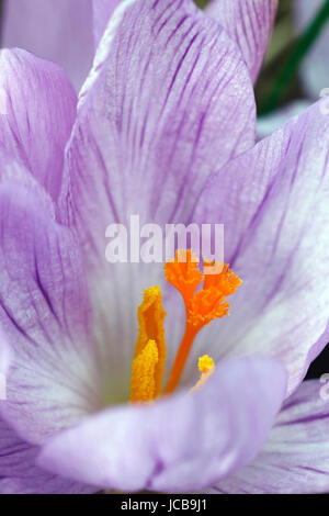 Woodland-Krokus (Crocus Tomassinianus). Frühe Krokusse, Tommasinis Krokus und Tommies auch genannt Stockfoto