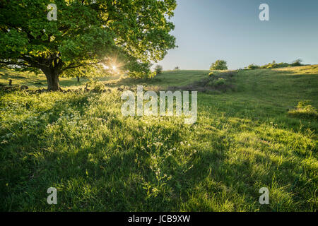 Eiche Baum bei Sonnenuntergang und Weidefläche an Brosarps Backar, Osterlen, Skane, Schweden Stockfoto