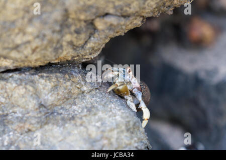 Nahaufnahme von einem kleinen Einsiedlerkrebs, Klettern auf den vulkanischen Felsen am Fuße des Strandes Stockfoto