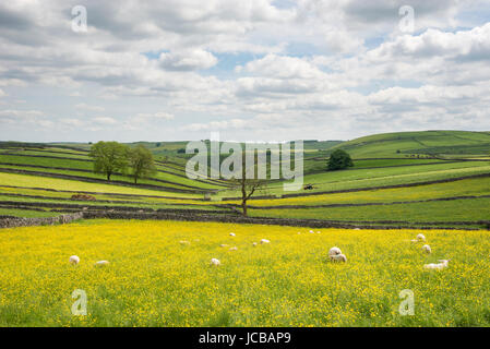 Grüne Felder und Kalksteinmauern Litton Village im Peak District, Derbyhsire, England. Stockfoto