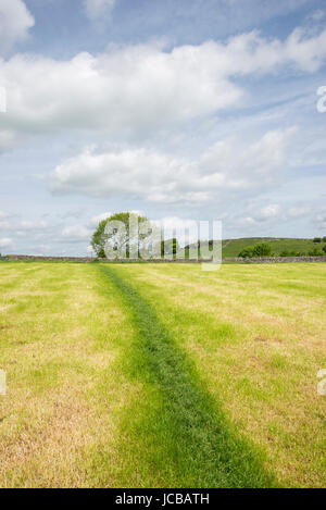 Grüner Weg über ein Feld gemähtes Gras in der englischen Landschaft. Stockfoto