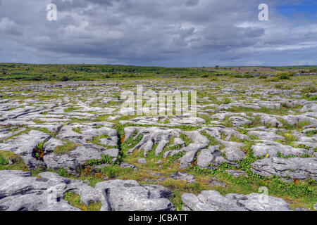 Kalkstein-Feld in die Burren, Irland. Stockfoto