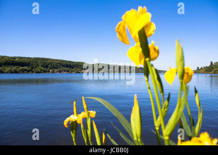 Deutschland, Nordrhein-Westfalen, Ruhrgebiet, Bochum, Kemnader See, Stausee, Wasser Flagge. Stockfoto