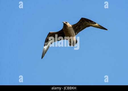 Great Skua / Bonxie (Stercorarius Skua) im Flug gegen blauen Himmel Stockfoto