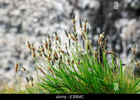 Englisch-Wegerich / Narrowleaf Plantain / Spitzwegerich Spitzwegerich (Plantago Lanceolata) in Blüte im Frühjahr Stockfoto