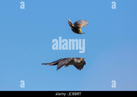 Gemeinsamen Kuckuck (Cuculus Canorus) gemobbt von Goldammer (Emberiza Citrinella) im Flug Stockfoto