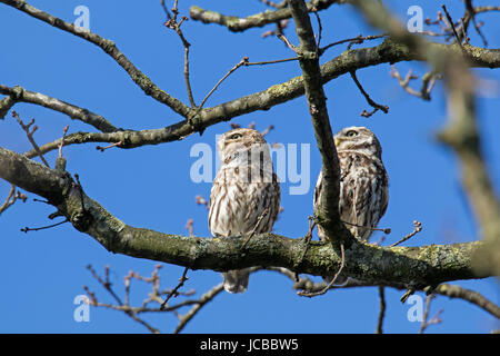 Steinkauz (Athene Noctua) paar thront im Baum im Frühling Stockfoto