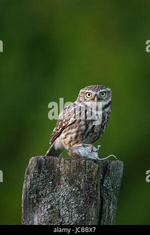 Steinkauz (Athene Noctua) thront auf verwittertem Holz Zaunpfosten mit Gefangenen Maus Beute Stockfoto