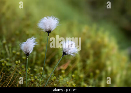 Borsten-wie Samenköpfe des gemeinsamen Wollgras / gemeinsame Cottonsedge (Wollgras Angustifolium) nach der Befruchtung im Juni Stockfoto