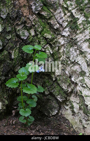 Glechoma Hederacea Blüten, Nahaufnahme Schuss, lokalem Fokus Stockfoto