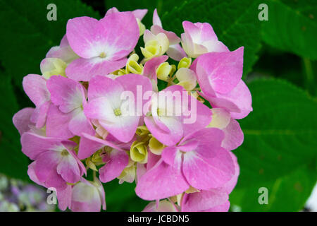 Nahaufnahme von Rosa Hortensie Stockfoto