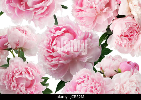 Pfingstrose rosa Blumen auf weißem Hintergrund. Muster Stockfoto
