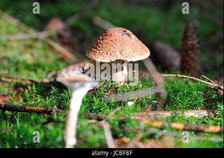 Junge Alleinstehende Steinpilze Pilz im Rasen Stockfoto