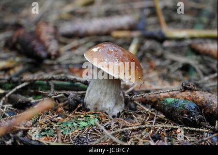 Junge Alleinstehende Steinpilze Pilz im Rasen Stockfoto