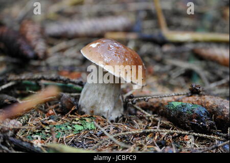 Junge Alleinstehende Steinpilze Pilz im Rasen Stockfoto