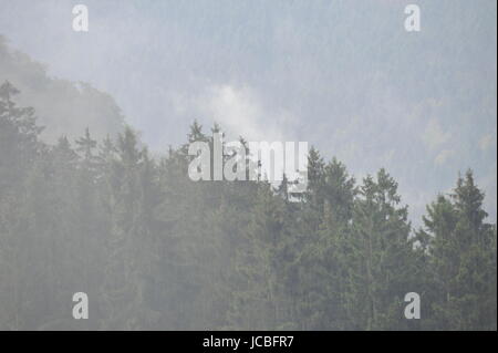 Nebligen Landschaft in Brocken,Harz,Germany.Brocken Im Nebel Und Regen, Harz. Stockfoto