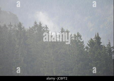 Nebligen Landschaft in Brocken,Harz,Germany.Brocken Im Nebel Und Regen, Harz. Stockfoto