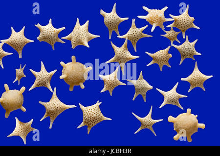 Foraminiferen, Star Sand, Krebsen, Iriomote und Taketomi Inseln in Okinawa, Japan, Baculogypsina sphaerulata Stockfoto