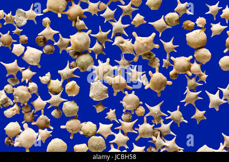 Foraminiferen, Star Sand, Krebsen, Iriomote und Taketomi Inseln in Okinawa, Japan, Baculogypsina Sphaerulata, hohe Makro Bild Stockfoto