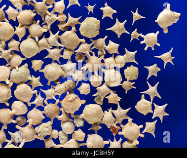 Foraminiferen, Star Sand, Krebsen, Iriomote und Taketomi Inseln in Okinawa, Japan, Baculogypsina Sphaerulata, hohe Makro Bild Stockfoto